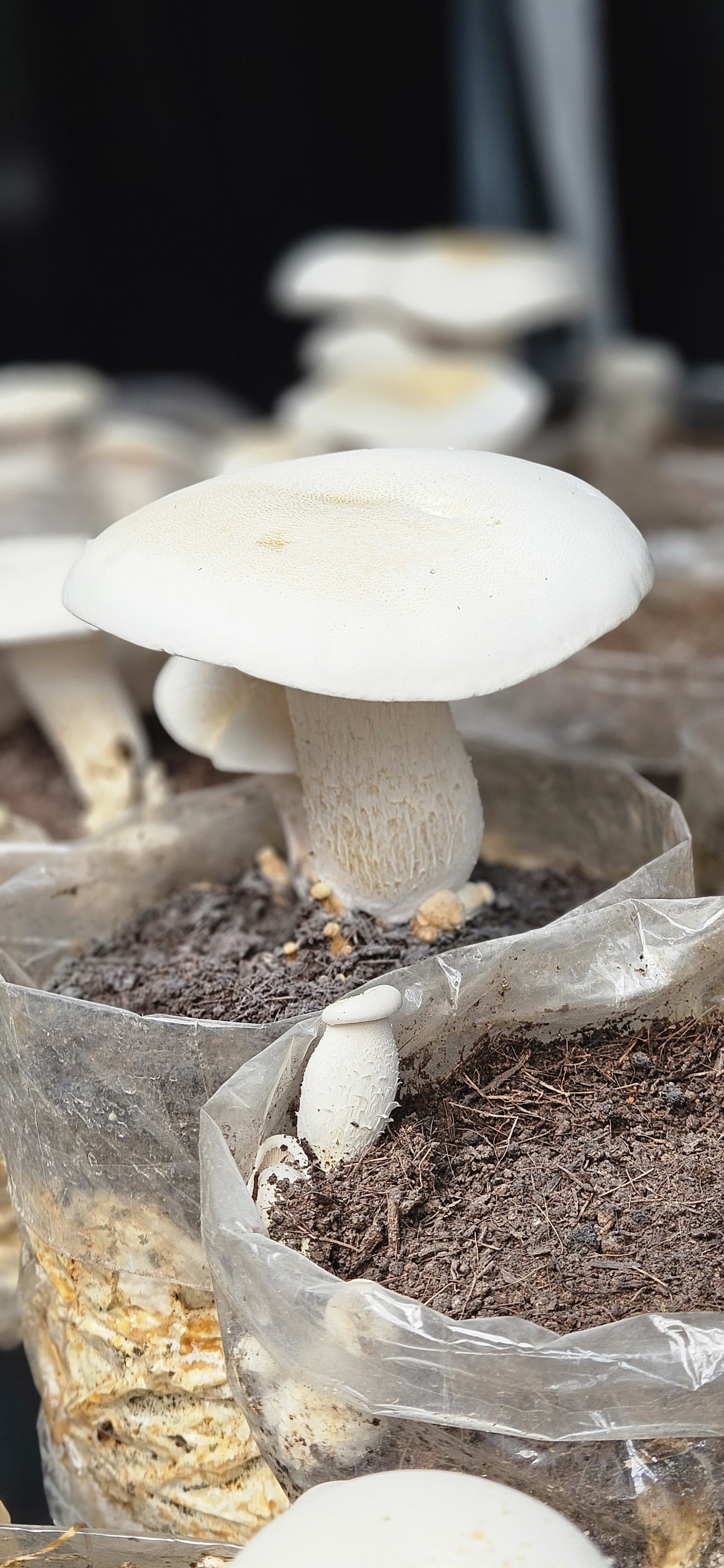 Milky mushroom pellet combo