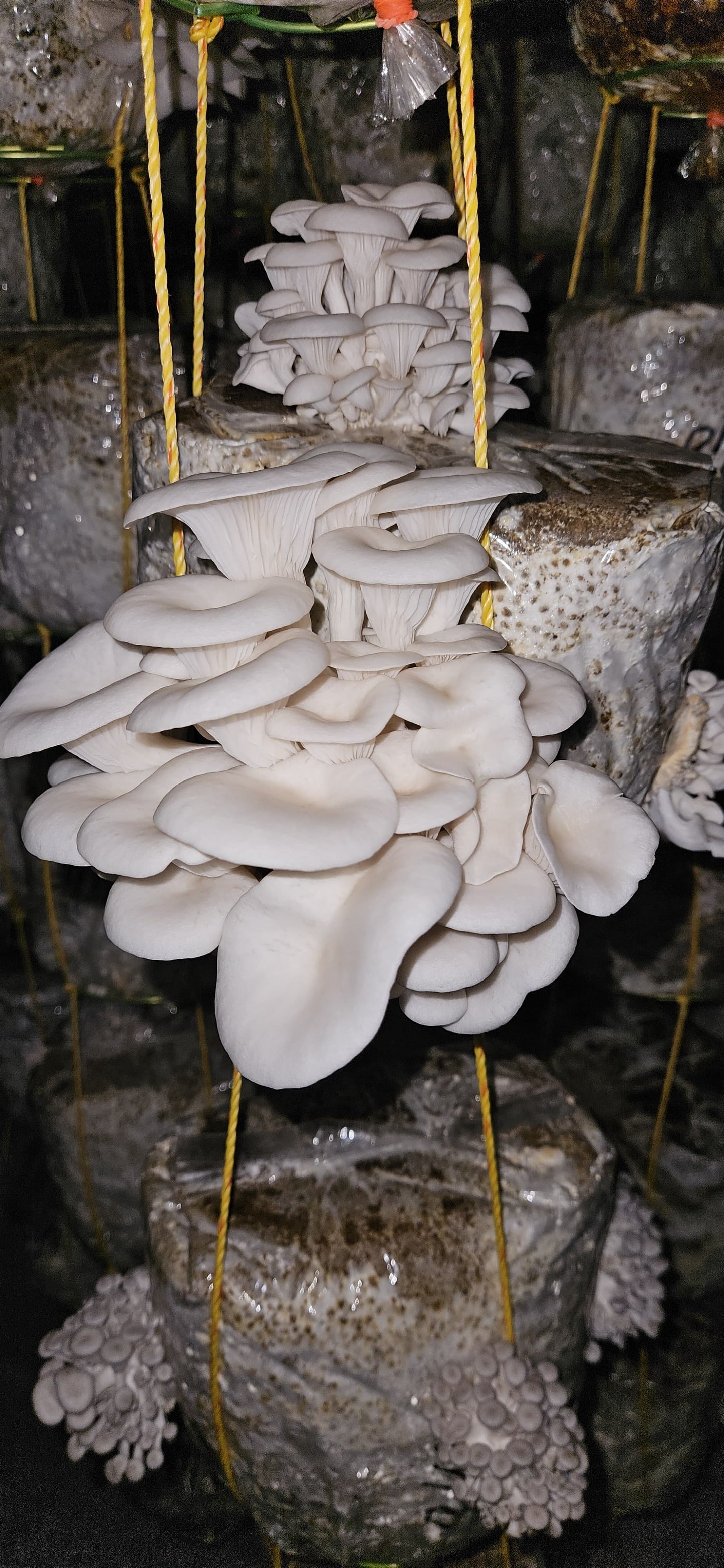 25 KG Master Mix MUSHPELLET – Premium Substrate for Maximum Yield