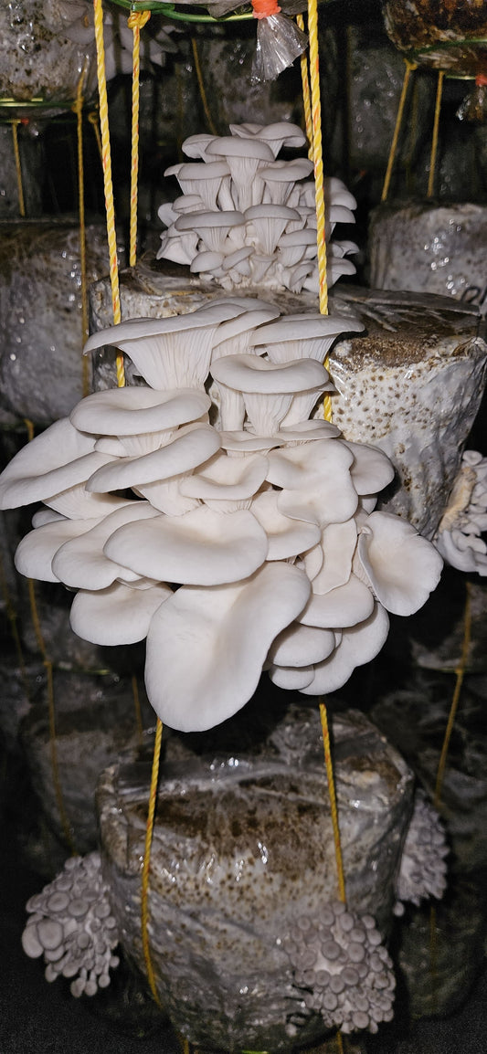 25 KG MUSHPELLET – Perfect for 25 High-Yield Mushroom Beds