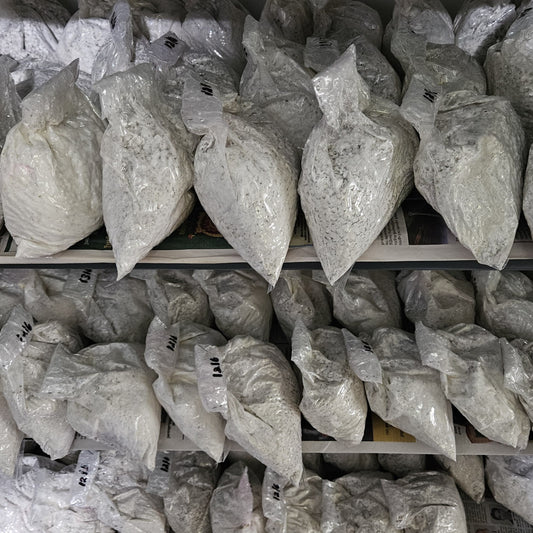 Oyster spawn 300 gram ( 25 packet ) for 50 Mushroom bed