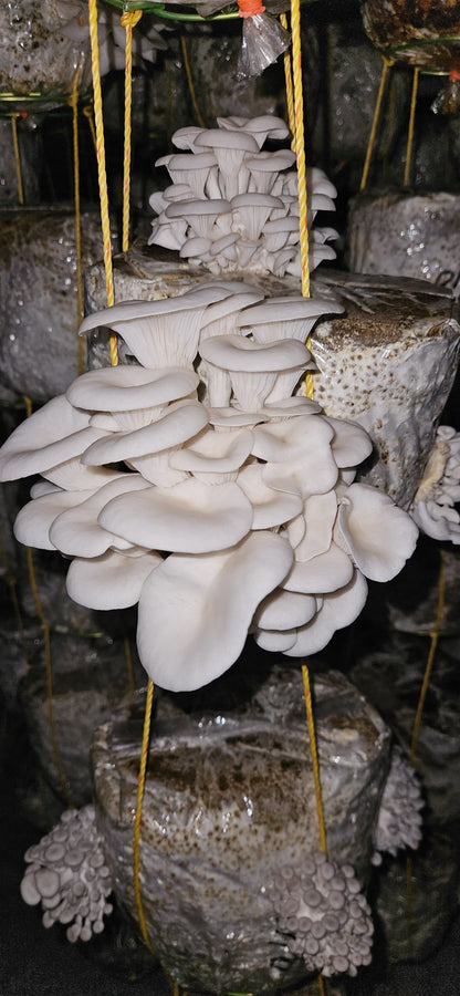 25 KG MUSHPELLET – Perfect for 25 High-Yield Mushroom Beds