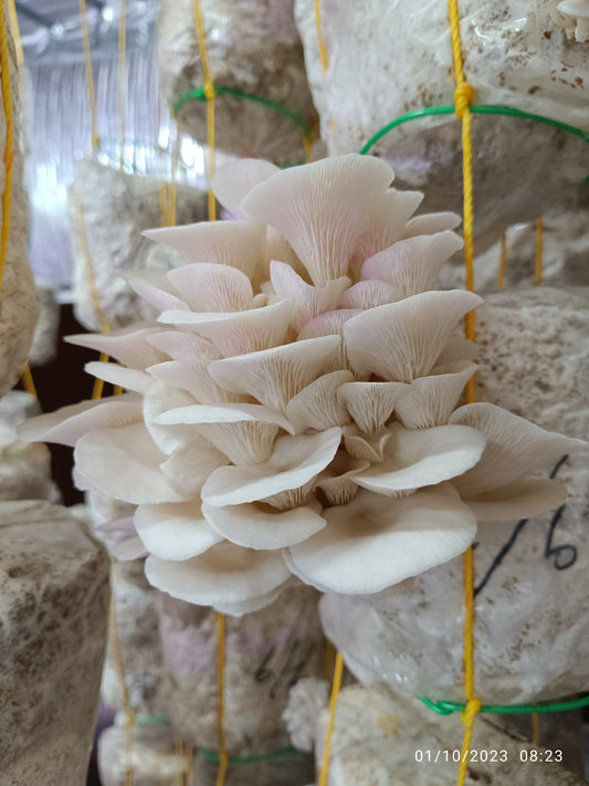 Oyster mushroom pellets combo